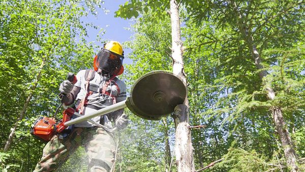 Paksutkin puut katkesivat Scarlet-terällä ilman havaittavaa vastusta.  