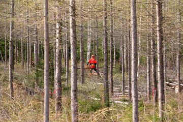 Lehtikuusikosta korjattavaa harvennuspuu menee nykyisin hyvään hintaan energiapuuksi. (Kuvaaja: Risto Pöntinen)