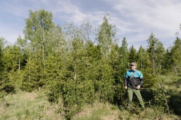 Luontaiset kuusentaimet kasvavat rehevällä korpimaalla hyvin, kun pääsevät alkuun. Muokkaus olisi johtanut voimakkaaseen vesakoitumiseen, kertoo Hannu Hökkä. (Kuvaaja: ANTTI J. LEINONEN)