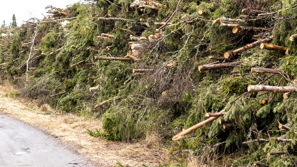 Energiapuun kysyntä on kasvussa, mikä voi heijastua myös kuitupuun hintaan. (Kuvaaja: Jaakko Vähämäki)