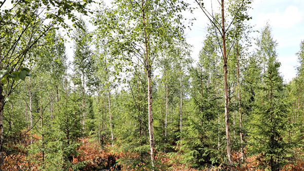 Varhaisperkaamaton taimikko on lopulta yritetty pelastaa.  