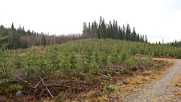 Hyvä viljelytaimikko turvaa tulevaisuuden metsätulot.  