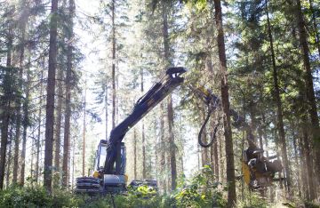 Kuiva jakso loppukesästä tarjoaa kivennäismaalla kasvavassa kuusikossa todennäköisesti paremmat korjuuolosuhteet kuin nykyiset märät ja lauhat talvet. (Kuvaaja: Sami Karppinen)