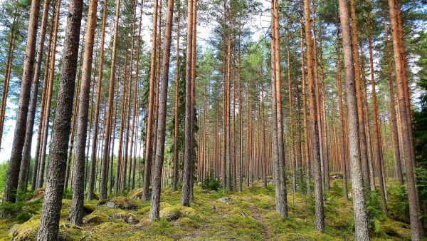 Pirkanmaalla myytiin elokuussa isoa kohdetta, jossa oli kymmenen hehtaarin suuruinen komea männikkökuvio. Kuva: Hannu Liljeroos