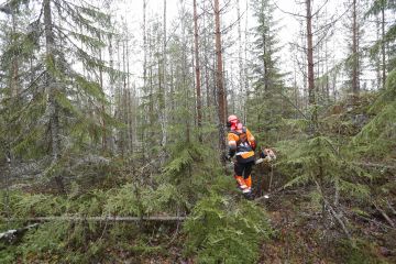 Talvileimikoista on pääsääntöisesti ylitarjontaa. Hyvissä ajoin tehty ennakkoraivaus parantaa harvennuskohteen kiinnostavuutta. (Kuvaaja: Sami Karppinen)