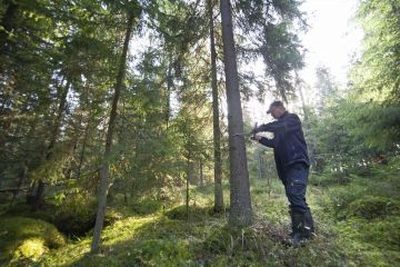 Taimien elinvoiman säilyttämiseksi valtapuustoa on harvennettava voimakkaasti. Luken tutkimusmestari Markku Rantala tutkii alikasvoskuusta Lapinjärven tutkimusmetsässä. (Kuva Mikko Riikilä)