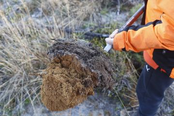 Metsän hiilestä keskimäärin 60 prosenttia on maaperässä, loput puustossa. (Kuvaaja: Sami Karppinen)