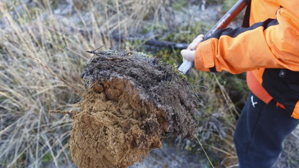 Metsän hiilestä keskimäärin 60 prosenttia on maaperässä, loput puustossa. (Kuvaaja: Sami Karppinen)