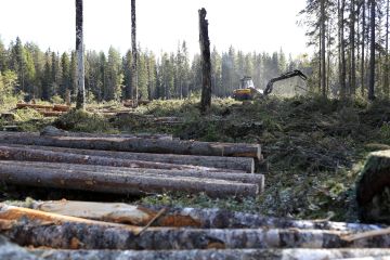 Runkohinnoittelua käytetään yleisimmin selkeärakenteisissa järeissä päätehakkuuleimikoissa. (Kuvaaja: Sami Karppinen)