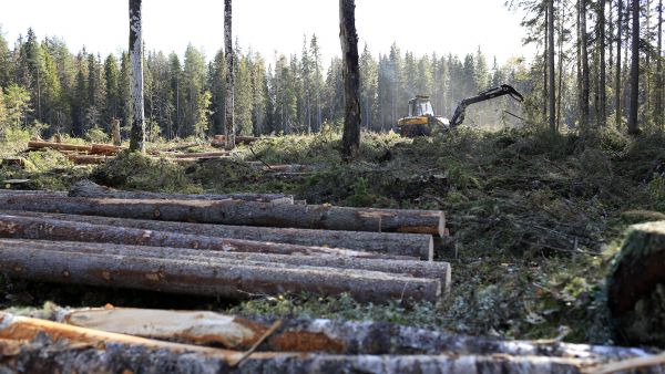 Runkohinnoittelua käytetään yleisimmin selkeärakenteisissa järeissä päätehakkuuleimikoissa. (Kuvaaja: Sami Karppinen)