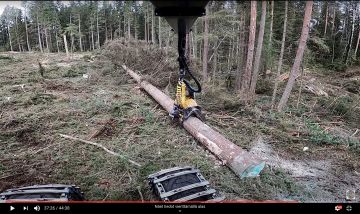 Tämä kuusi oli ainakin kuuden tavallisen tukkipuun kokoinen. Puusta katkottiin vaneritehtaalle matkanneita sorvitukkeja. Kuvankaappaus metsäkonekuski Janne Seppäsen videolta.  