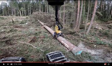 Tämä kuusi oli ainakin kuuden tavallisen tukkipuun kokoinen. Puusta katkottiin vaneritehtaalle matkanneita sorvitukkeja. Kuvankaappaus metsäkonekuski Janne Seppäsen videolta.  