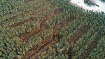 Kaistalehakkuussa metsään hakataan kaistaleita. Hakkuussa säästetty puusto siementää, haihduttaa ja sitoo ravinteita. Tuulituhoriskin vuoksi jäljelle jäävät kaistaleet eivät saa olla liian kapeita. (Kuvaaja: Markus Toikka Luke)