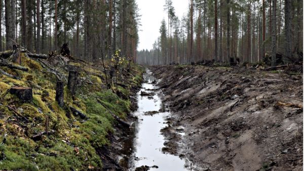 Tuoreet metsäojien perkaukset vaativat tierummuilta hyvää kuntoa lisääntyvien tulvahuippujen vuoksi. (Kuva: Matti Kärkkäinen)