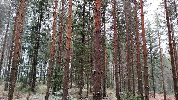 Joskus myyntiesitteiden tiedot ovat pahasti pielessä. Tällä Varsinais-Suomen kuviolla tuskin on esittelytekstin mukaista 54 vuoden ikää ja 40 prosentin tukkiosuutta. Kuva: Hannu Liljeroos