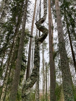 Lukijaa kiinnostivat koivun mutkat.  