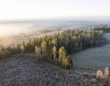 Pellon metsityksen ajankohdalla voi sukupolven-vaihdoksessa olla suuri rahallinen merkitys. (Kuvaaja: Sami Karppinen)