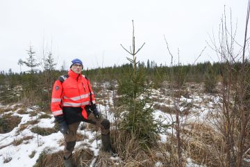 Vuonna 2014 koneellisesti istutettu kuusikko on lähtenyt hyvin kasvuun. Eero Mikkonen on jo varhaisperannut kuuden hehtaarin kuvion. (Kuvaaja: Sami Karppinen)