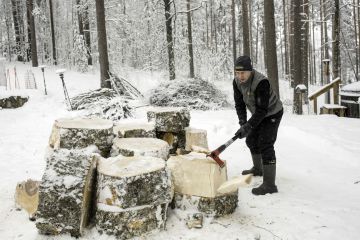 Puun koko vaikuttaa, kuinka nopeasti puun saa hakattua klapeiksi. Järeän puun sahausvaiheessa kannattaa huolehtia, että oksan kohdat eivät jää pölkyn keskelle. Tämä helpottaa kivesmiehen työtä. (Kuvaaja: Ari Komulainen)