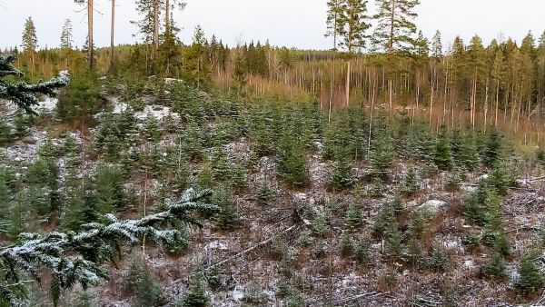 Tilan pinta-alasta lähes puolet oli taimikoita, minkä vuoksi keskipuusto jäi alhaiseksi.  (Kuvaaja: Hannu Liljeroos)