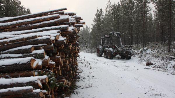 Luontojärjestöjen kartoituksessa pohjoisen suurista  yhteismetsistä ennakoidaan löytyvän kymmeniä tuhansia hehtaareita suojeltavaa. Kuva Inarin yhteismetsän hakkuulta. (Kuvaaja: Valtteri Skyttä)