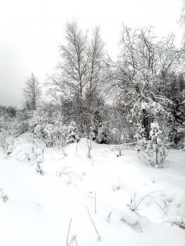 Jonkin verran metsittyneen peltoheiton tukikelpoisuuden raja voi käytännössä olla hankala määrittää. Kuvan kohde on voimakkaasti vesoittunut, eikä siten enää tukikelpoinen.  