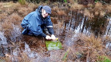 Tiina Ronkainen asentaa sedimenttikeräintä tulvatasanteelle.  (Kuvaaja: Maija Kauppila)