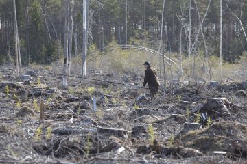 Täydennysistutuksen tarve selviää tekemällä taimikkoon ympyräkoealoja. Sitä varten tarvitaan neljän metrin mittainen keppi. (Kuvaaja: Sami Karppinen)