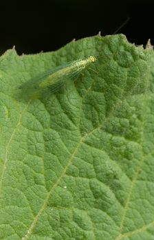 Kun hitaasti lentävät harsokorennot kuulevat lepakon kaikuluotausäänen, ne pelastautuvat pudottautumalla saman tien maahan. (Kuva: Jorma Peiponen)