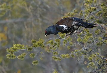 Männyn neulaset ovat puoli vuotta metsokukon ainoa ateria. Ruokalista monipuolistuu samaan aikaan kun kevätsoidin alkaa.  