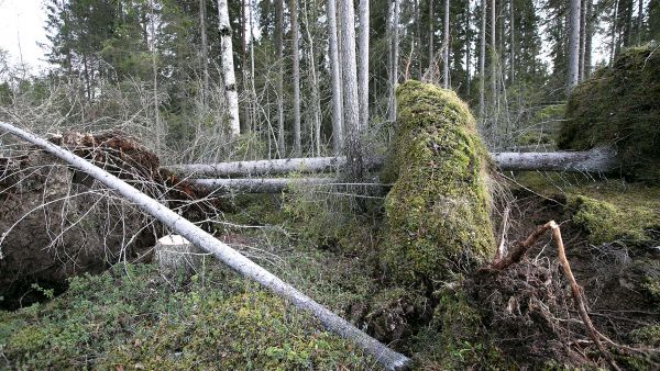 Onko riskiä Kuusituhopuun riskiraja on lain mukaan kymmenen kuutiota hehtaarilla. Se tarkoittaa kymmentä järeää kuusitukkirunkoa, joten muutamaa tuulen kaatamaa kuusta ei tarvitse metsästä pois kuljettaa. Vaikka paniikkiin ei ole aihetta, kuusirungot voi kuoria, jolloin ne eivät enää kelpaa kirjanpainajille. (Kuvaaja: Sami Karppinen)