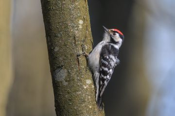 Pikkutikka ei ole peippoa suurempi. (Kuvaaja: Micha Fager)