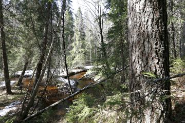 PEFC-sertifioinnin kriteeristö meni ely-keskuksen hydrobiologi Taina Ihaksin mielestä säästöpuiden ja vesiensuojelun osalta selkeästi parempaan suuntaan, mutta kriteeristö kokonaisuutena jäi liian kauas ekologisesta tarpeesta. (Kuvaaja: Sami Karppinen)