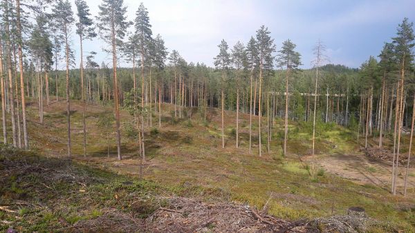 Maanmuokkauksella varmistetaan hyvä taimettuminen luontaisessa uudistamisessa. Kuvan kohteella muokkaamattomuus on johtanut epätasaiseen taimettumiseen. Runsaasti varpuja kasvavat alueet ovat lähes taimettomia. (Kuvaaja: Nuutti Kiljunen)