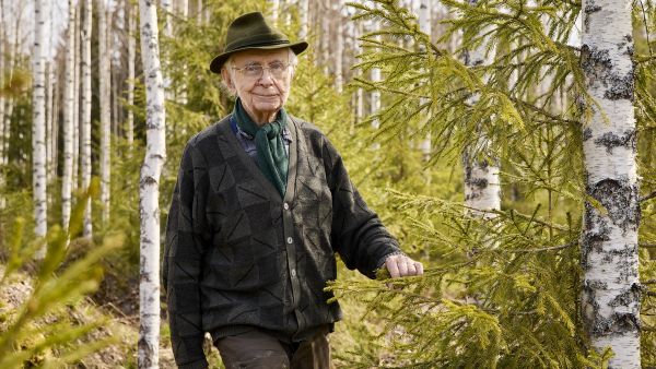 Juurikkalan vanhan kuusikon tilalle istuttama rauduskoivikko odottaa toista harvennustaan. Sen alle uudistunut luontaisesti kuusi. Puulajin vaihto parantaa maaperää ja pitää kuuset terveinä. (Kuvaaja: Seppo Samuli)