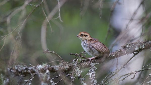 Metsänomistajat vaalivat usein monimuotoisuutta omatoimisesti paljon laajemmin kuin sertifikaatit edellyttävät. Pyyn poikasten viihtyminen omassa metsässä on yksi hyvä merkki siitä, että liiallinen raivausinto ei ole saanut otteeseensa. (Kuvaaja: Sami Karppinen)
