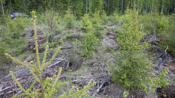 Istutetut kuusikot kasvavat ensiharvennukseen 2030 vuodessa, mutta tutkimuksessa ajaksi oletettiin 60 vuotta. (Kuvaaja: Mikko Riikilä)