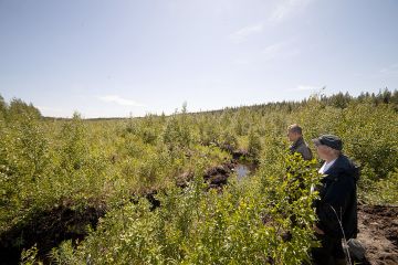 Tätä riittää liki 200 hehtaaria, Markku Remes ja Ari Sirviö toteavat. Tuhkalannoitus muutti Sukevan yhteismetsän turvekenttien pohjat täystiheiksi koivuvaltaisiksi metsiksi. (Kuvaaja: Mikko Riikilä)
