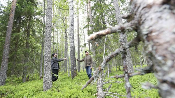 Koska uutta voimajohtoa ei voi Iin Kuivaniemellä rakentaa vanhan johdon viereen avosuolle, on uuden johdon tieltä on kaadettava useita hehtaareita metsää, jossa ei ole vuosikymmeniin tehty metsätalouden toimenpiteitä. Laho- ja lehtipuuta metsässä on runsaasti, toteavat metsänomistajat Paavo Klasila (oik.) ja Paavo Keränen heidän tilojensa väliin sijoittuvalla tilalla.  (Kuvaaja: Sami Karppinen)