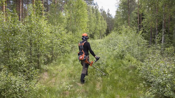 Ensimmäisenä niitettiin penkkatien pintaan kasvaneet pienetkin vesat. Ilman raivausta tieaukko olisi kasvanut umpeen muutamassa vuodessa. (Kuvaaja: Ari Komulainen)