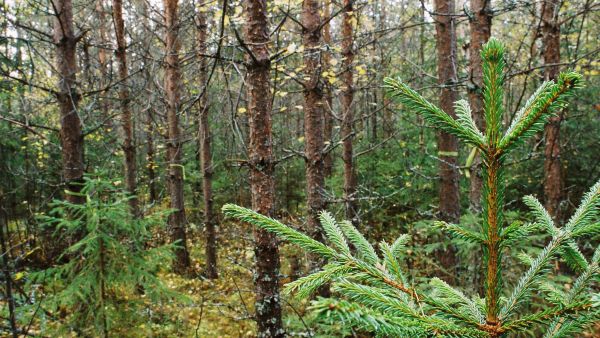 Metsänomistaja voi asettaa metsälleen erilaisia tavoitteita