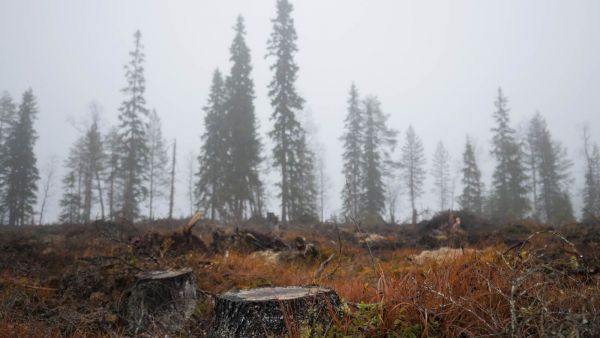 (Kuvaaja: Jani Sipilä / Greenpeace)