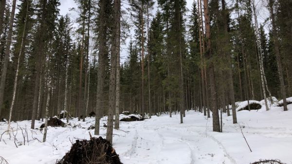 Tuulet kaatoivat useaan otteeseen poimintahakkuukohteelta tukkipuuta. (Kuvaaja: Pentti Kurki)