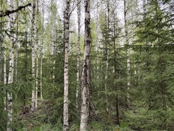 Suurin osa tilasta oli kaksijaksoisia nuoria kasvatusmetsiä, joissa on vaihtelevasti yli kymmenmetristä koivua ja alla pienempää kuusta. (Kuvaaja: Hannu Liljeroos)