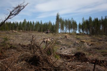 Yksityismetsänomistajien metsissä hakkuuaukot olivat vuoden 2020 hakkuuaikomusten perusteella hieman keskimääräistä pienempiä, 1,3 hehtaarin suuruisia. Hakkuuaukkojen keskikoossa ei ole tapahtunut viime vuosina merkittäviä muutoksia. (Kuvaaja: Valtteri Skyttä)