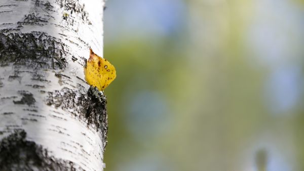   (Kuvaaja: Sami Karppinen)