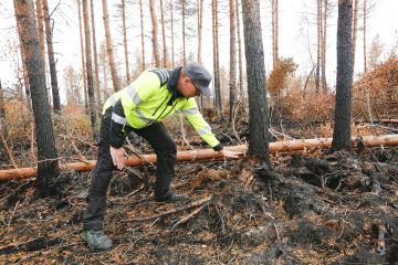 Pyhä-Kalan metsänhoitoyhdistyksen hankintaesimies Marko Järviluoma oli jälkivartioimassa Kalajoen metsäpaloaluetta viime viikolla. Turvemailla maata on palanut jopa puoli metriä ja puut kaatuilevat juurten paljastuttua. Järviluoman mukaan puut voidaan korjata energiapuuksi tai alueita tarjota Metso-suojeluun. (Kuvaaja: Sami Karppinen)