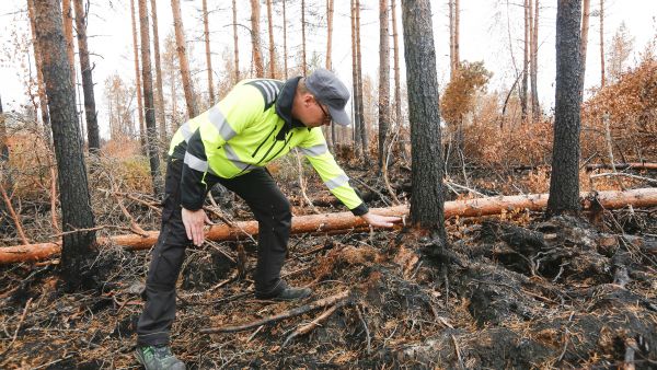 Pyhä-Kalan metsänhoitoyhdistyksen hankintaesimies Marko Järviluoma oli jälkivartioimassa Kalajoen metsäpaloaluetta viime viikolla. Turvemailla maata on palanut jopa puoli metriä ja puut kaatuilevat juurten paljastuttua. Järviluoman mukaan puut voidaan korjata energiapuuksi tai alueita tarjota Metso-suojeluun. (Kuvaaja: Sami Karppinen)