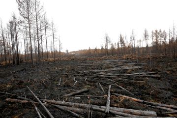 palanut metsä