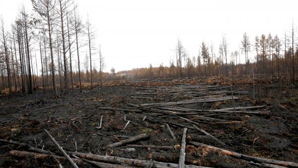 palanut metsä